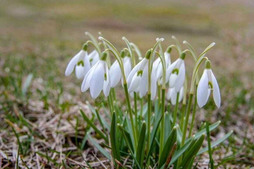 白い花を咲かせている、スノードロップ