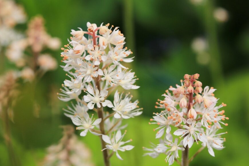 白いティアレラの花が咲いている