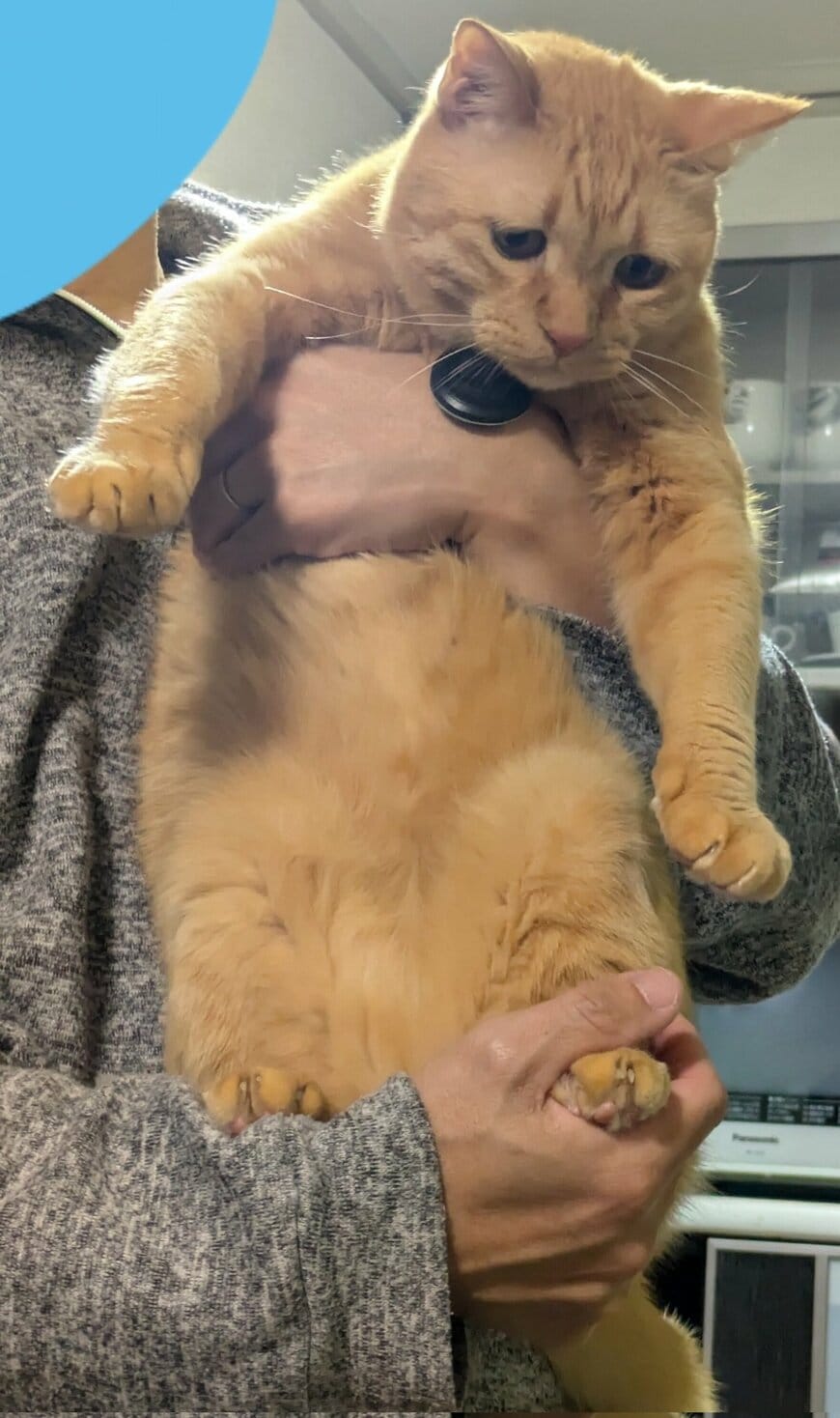 連行される猫ちゃん