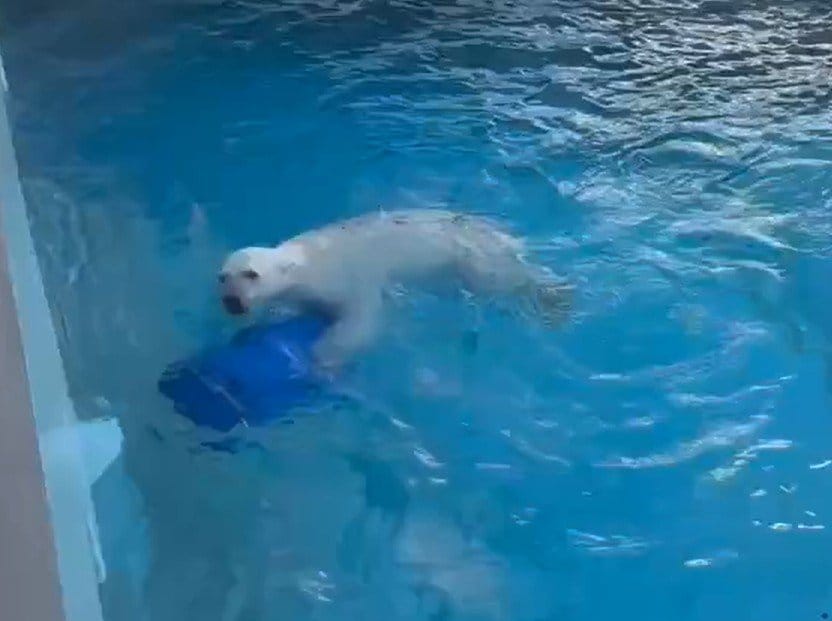 神戸市立王子動物園