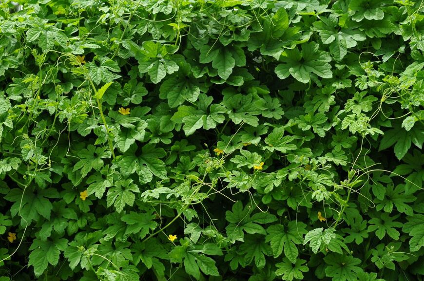花も実も楽しめる緑のカーテン「ゴーヤ」