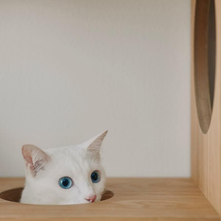 無印良品 スタッキングシェルフ 猫用 3段×3列セット オーク材突板 画像