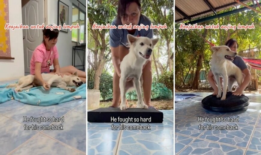 出所：<u><a href="https://www.tiktok.com/@jambidoglover/video/7654465976326475016" target="_blank">@jambidoglover</a></u>