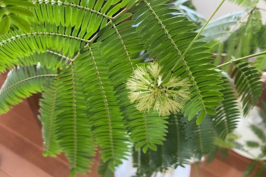 エバーフレッシュの葉と花。花の色は黄色、丸い形。