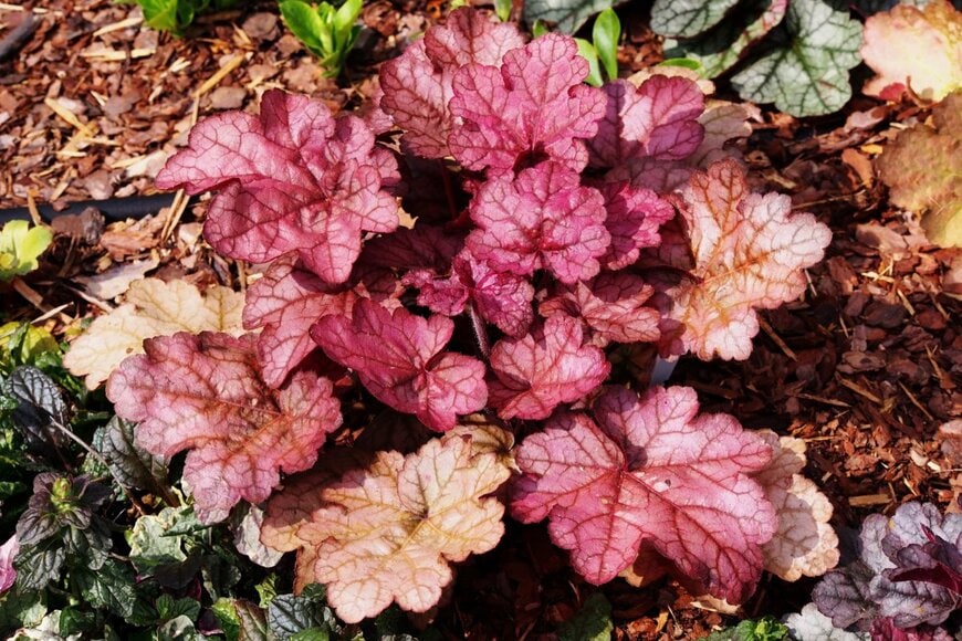 赤紫のヒューケラの葉