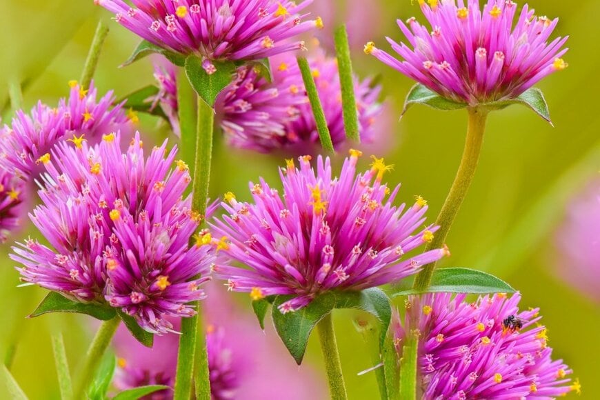 センニチコウファイヤワークスの花、色はピンク