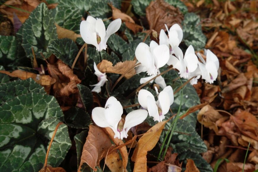 白い花を咲かせている、ガーデンシクラメン