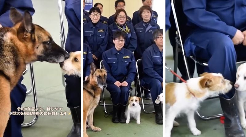 警察犬動画