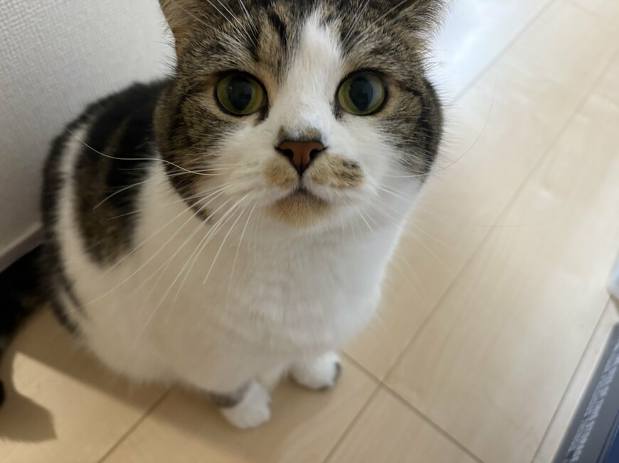 iPhone16で撮影された猫