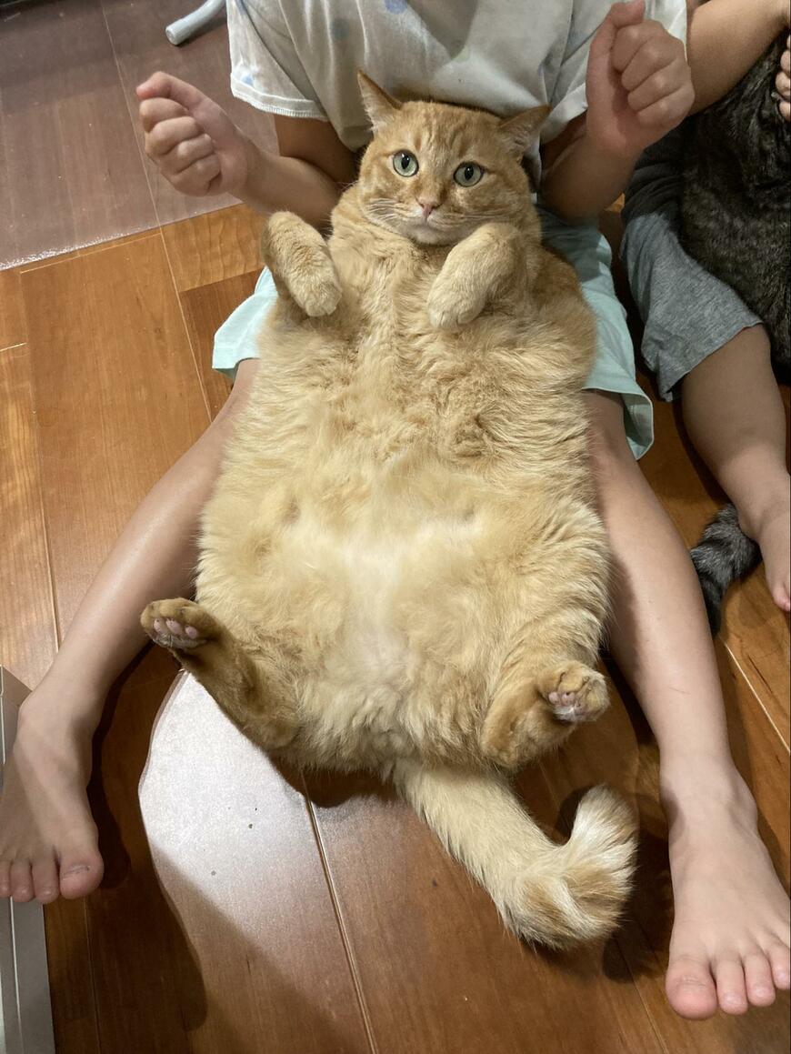 大きくなった猫