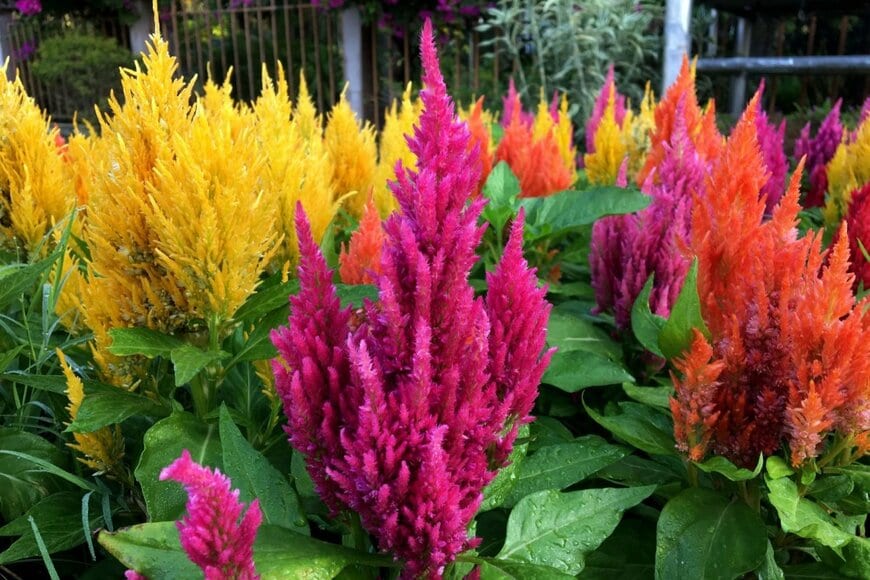 ケイトウの花。色は黄色、ピンク、オレンジなど。
