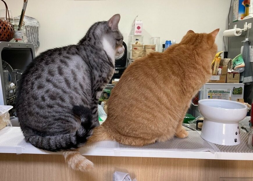 お行儀よく並ぶ猫ちゃんたち