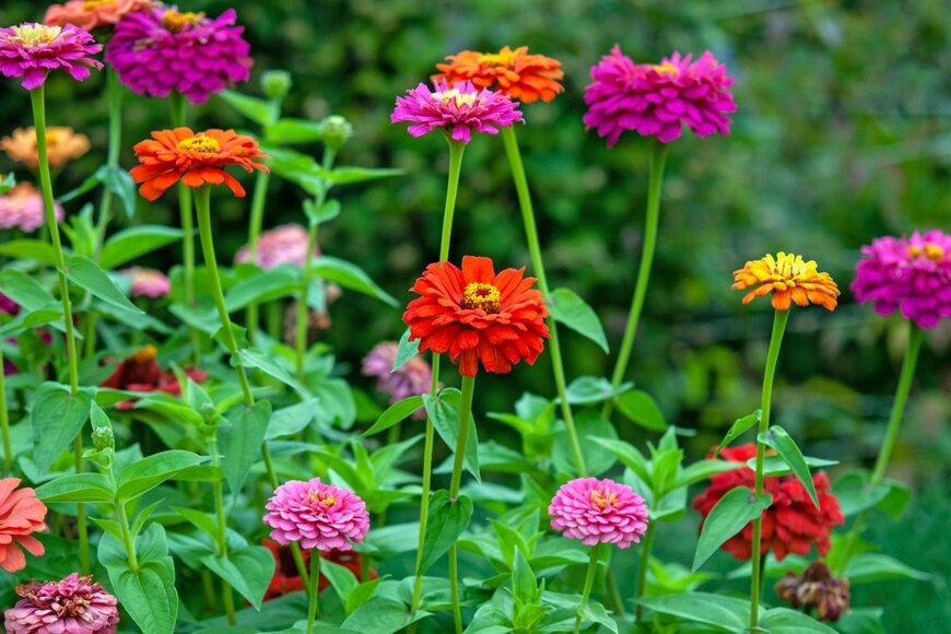 ジニアの花が咲いている。色は薄いピンク、濃いピンク、黄色。