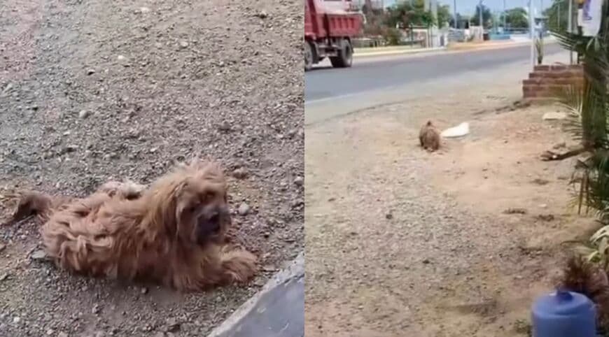 出所：<u><a href="https://www.instagram.com/p/DbJk5i9v5AD/" target="_blank">@vozanimalperu</a></u>