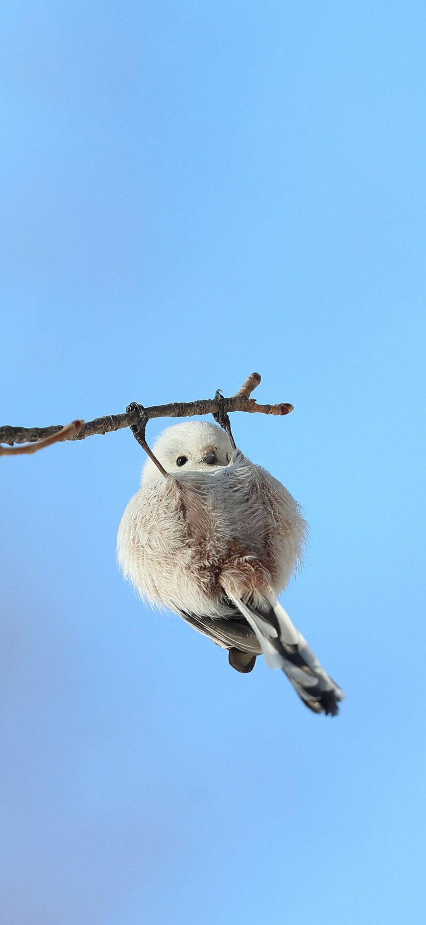 逆上がりをするシマエナガ