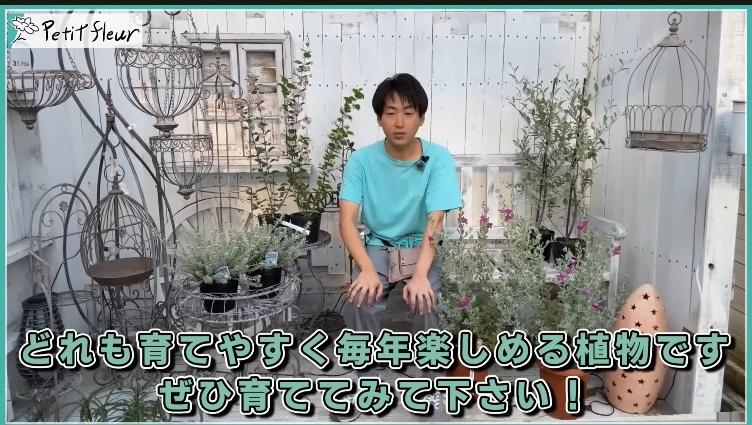 @petit_fleurさんオススメ低木4選画像