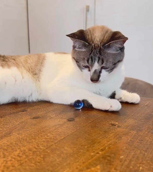 ビー玉と猫