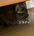 フードを食べた食べた犯人は？堂々とした兄猫と挙動不審な弟猫の違いに「猫も目が泳ぐとは」