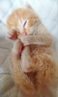 【子猫→成長後】まさかの“おじさん”化した猫に思わず爆笑「電車で吹き出したw」