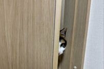 【それ怖すぎるよ】飼い主さんをドキッとさせる「猫の表情」　熱すぎる視線が話題に