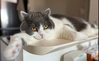 【まるで人間】くつろぐ猫がぺったり開脚する姿に笑ってしまう