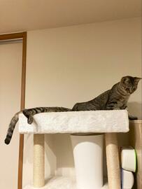 「えっ…うちの猫…長すぎ！？」まるでトリックアートのような光景に爆笑【1万7000いいね】