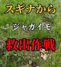 スギナまみれの〈ジャガイモ畑〉→土が見える〈菜園〉にスッキリ！「めっちゃ手際良く刈れてますね！」の声