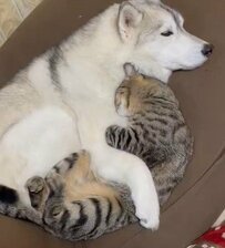 大好きなママ犬ができた保護猫さん、甘え方が赤ちゃんみたい…
