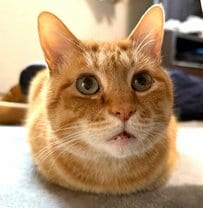 「おっ！そろそろかい？」おじさんのような哀愁を漂わせる元保護猫の姿に笑ってしまう