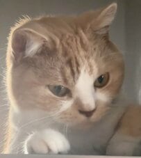飼い主が披露した猫ちゃんの「分かりやすすぎる顔」に反響！人間のような表情変化に笑ってしまう