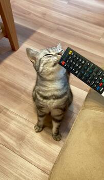 リモコンを見つけた猫さん　直後の行動があまりにも嬉しそうで見入ってしまう