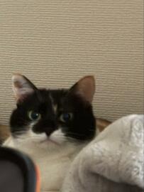 圧がすごい！飼い主の仕事が終わるのを待つ猫ちゃんの不満げな表情にホッコリ！