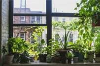 夏の植物栽培は難しい？猛暑でも植物を枯らさないコツと初心者向け観葉植物を紹介