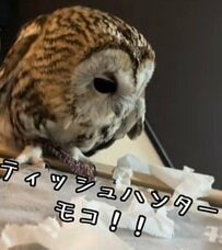 【フクロウ界のハンター誕生】ティッシュに夢中なフクロウが可愛すぎる！真剣な表情にほっこり