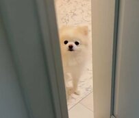 大好きなお姉ちゃんを見送る犬　家を出た後の様子が愛らしすぎると話題