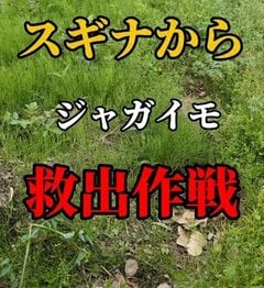 スギナまみれの〈ジャガイモ畑〉→土が見える〈菜園〉にスッキリ！「めっちゃ手際良く刈れてますね！」の声