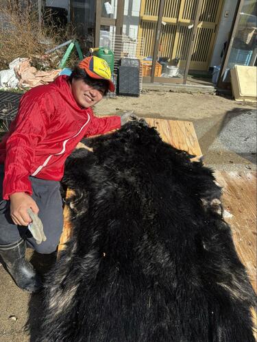 秋田県で駆除された「クマの毛皮」に思わず二度見 とんでもない大きさ