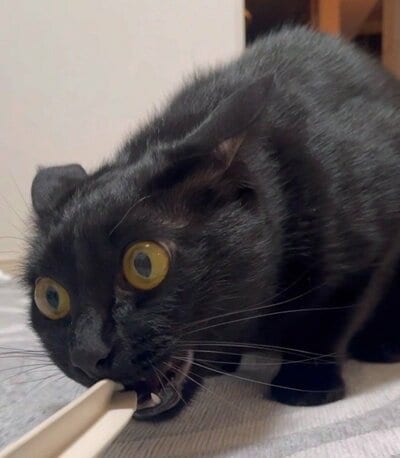 「同一猫物」?!