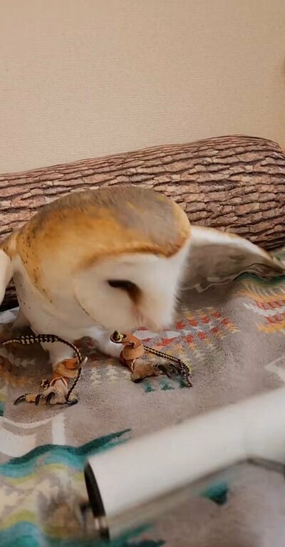 投稿動画のワンシーン