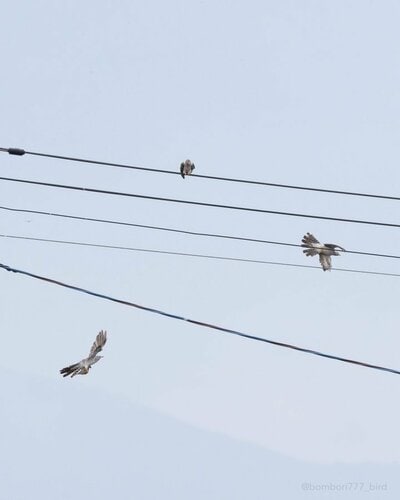 3羽で飛び去るカッコウたち