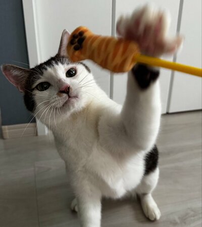 おもちゃで遊ぶ成長したセロイくん