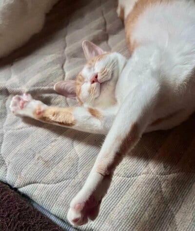 布団の上で手足を伸ばしきって眠るマザリちゃん