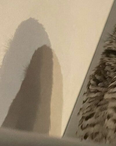 投稿動画のワンシーン