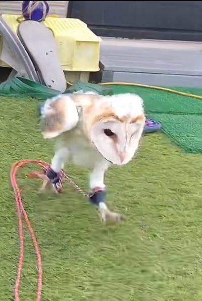 投稿動画のワンシーン