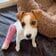 足の骨折を乗り越えた子犬の回復ストーリー！リハビリを経て元気な日常を取り戻すまで