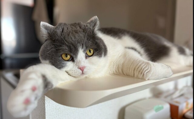 【まるで人間】くつろぐ猫がぺったり開脚する姿に笑ってしまう