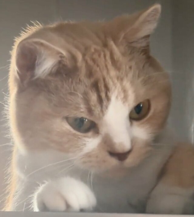 飼い主が披露した猫ちゃんの「分かりやすすぎる顔」に反響！人間のような表情変化に笑ってしまう