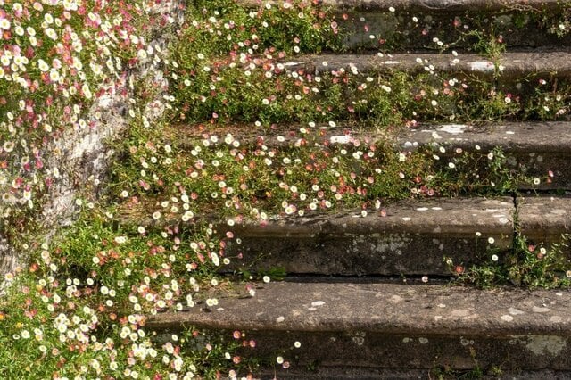 【庭に植えてはいけない多年草！？】生育旺盛＆繁殖力が強い植物《厳選3種》安全に楽しむ方法も
