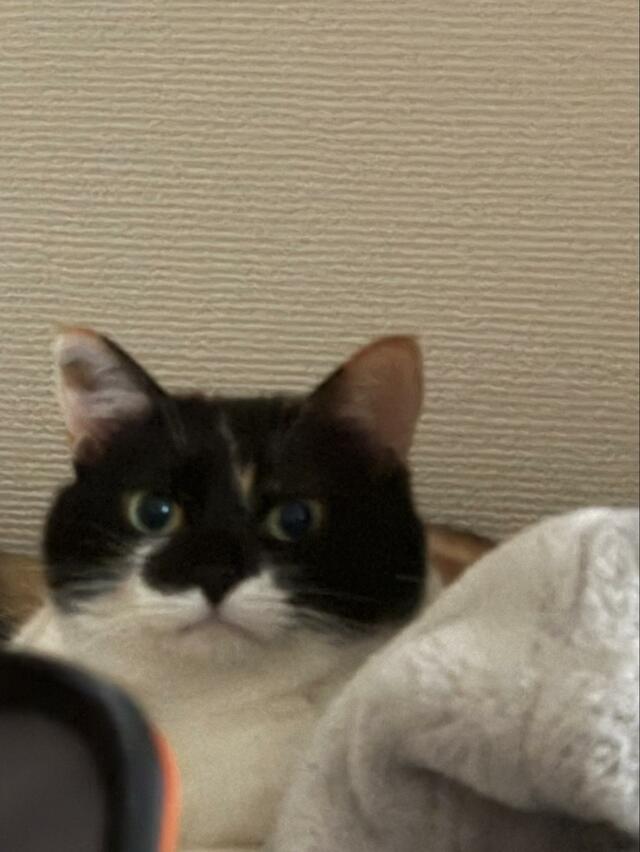 圧がすごい！飼い主の仕事が終わるのを待つ猫ちゃんの不満げな表情にホッコリ！
