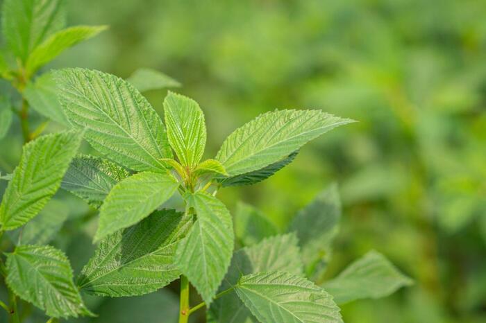 モロヘイヤの葉